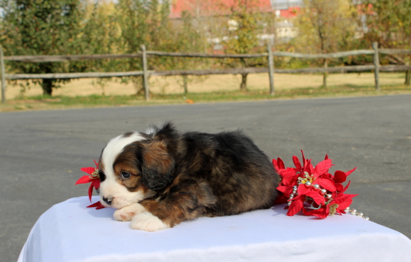 puppy, for, sale, Mini Bernedoodle F2, Matthew B. Stoltzfus, dog, breeder, Gap, PA, dog-breeder, puppy-for-sale, forsale, nearby, find, puppyfind, locator, puppylocator, aca